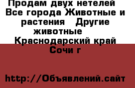 Продам двух нетелей - Все города Животные и растения » Другие животные   . Краснодарский край,Сочи г.